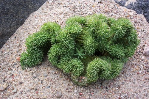 sedum sediforme f.cristata